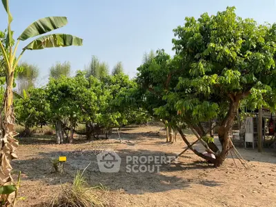 Spacious garden area with lush trees and clear blue sky, perfect for outdoor relaxation and nature lovers.