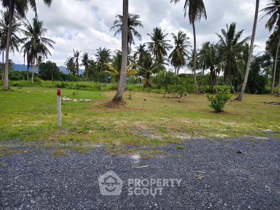 Scenic tropical land plot with palm trees, ideal for development or investment in a serene environment.