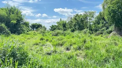 Expansive green land with lush vegetation under a clear blue sky, perfect for development opportunities.