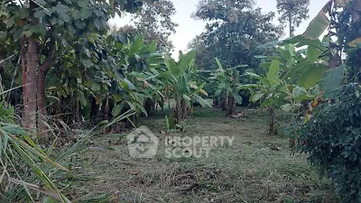 Lush green garden with banana trees, perfect for serene outdoor living.