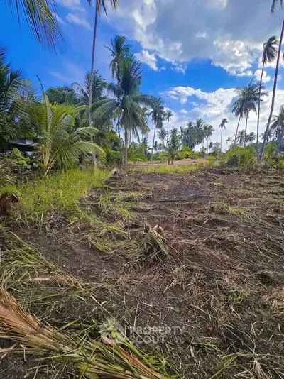 Expansive tropical land with lush palm trees and clear blue sky, perfect for development opportunities.