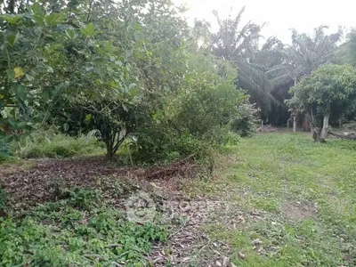 Lush green garden area with trees and open space, ideal for landscaping or outdoor activities.