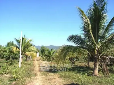 Scenic view of tropical land with palm trees and mountain backdrop, ideal for real estate development.