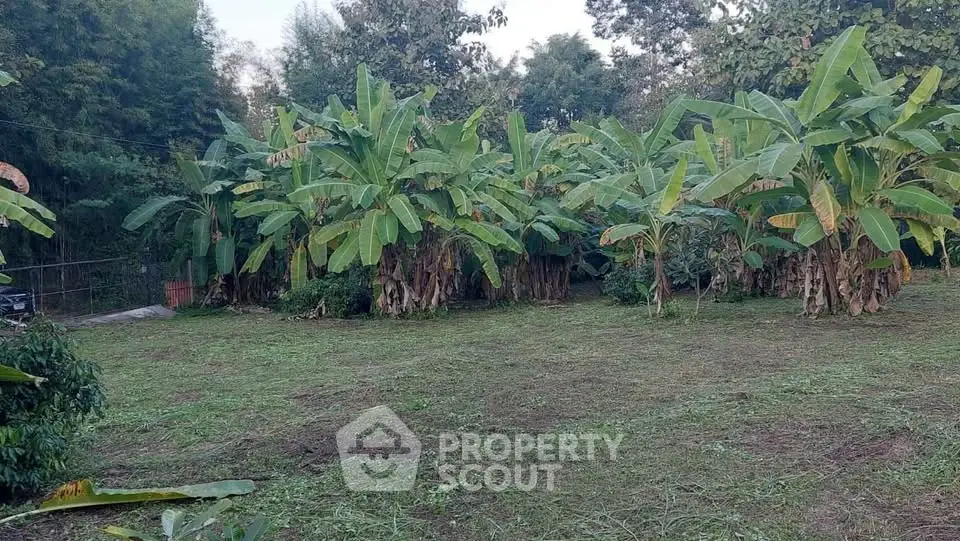 Lush garden area with banana trees, perfect for landscaping or outdoor activities.