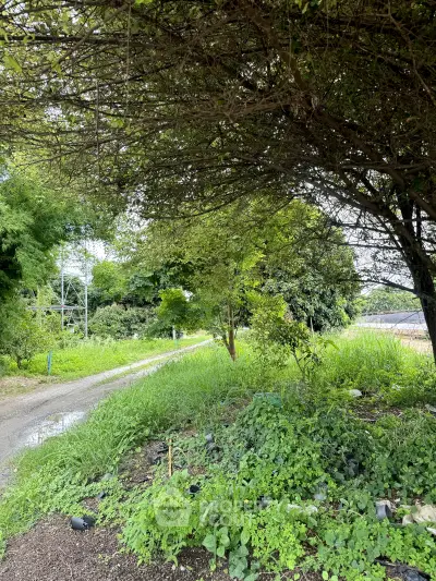 Lush green landscape with trees and a dirt path, ideal for serene living or development.