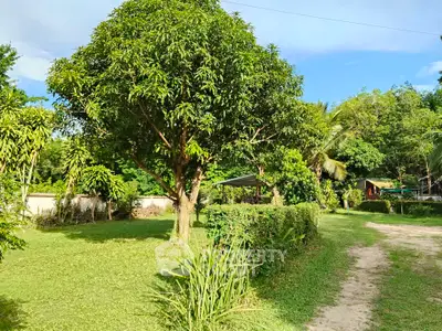 Lush green garden with trees and pathway in serene residential area