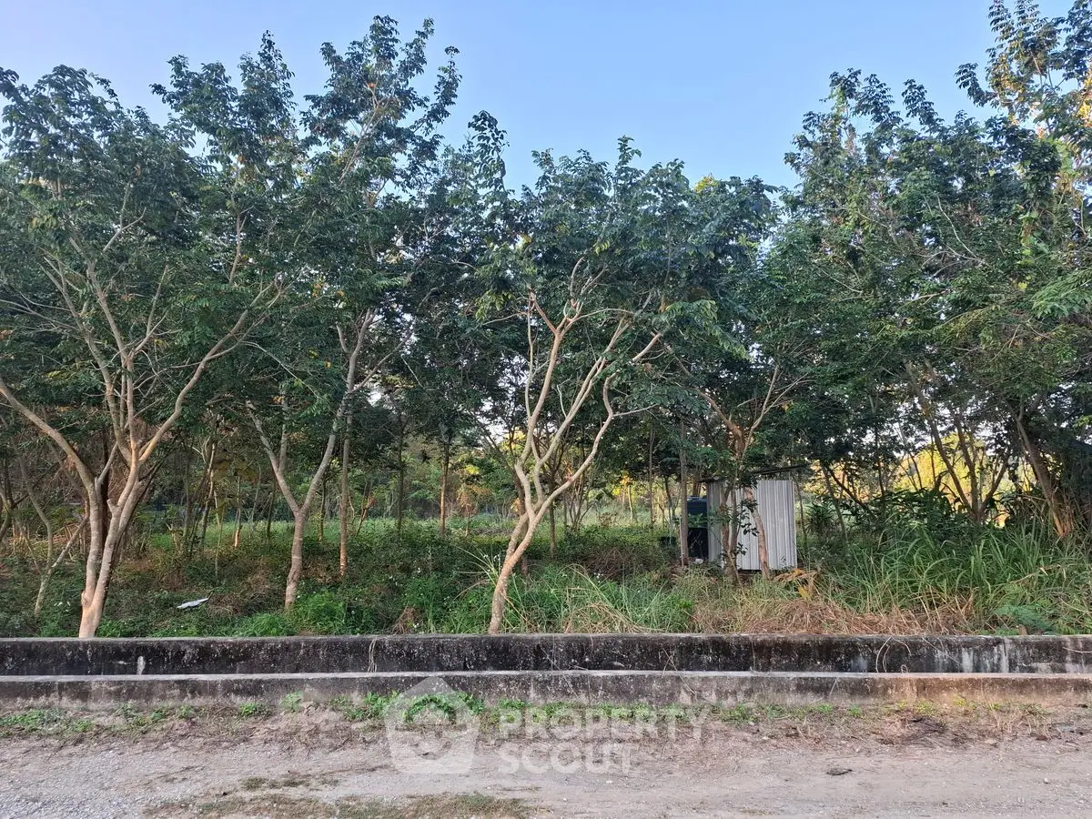 Lush green plot with mature trees, ideal for development in serene setting.