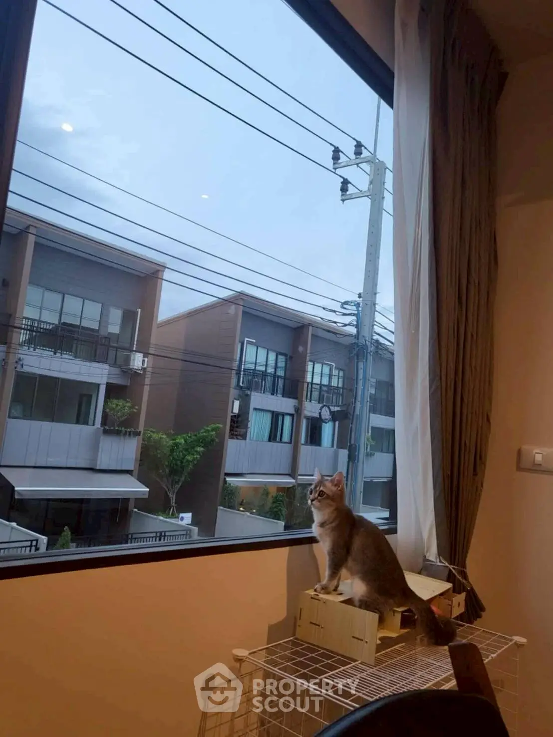 Charming residential view from a cozy interior with a curious cat by the window.