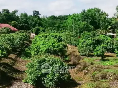 Lush green orchard landscape with abundant trees and serene surroundings.