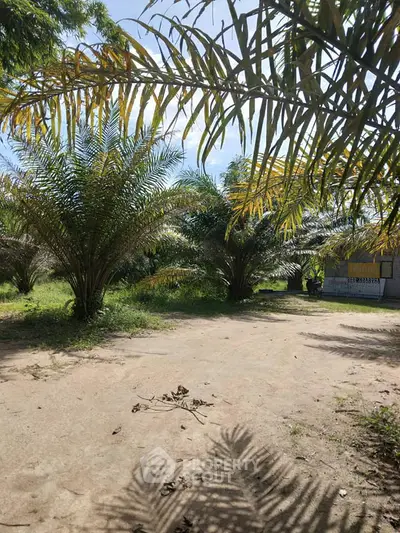 Spacious garden area with lush palm trees and clear sky