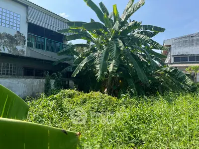 Lush garden area with banana trees in a residential property setting.