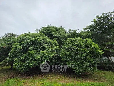 Lush green garden with dense trees under a cloudy sky, perfect for serene outdoor living.