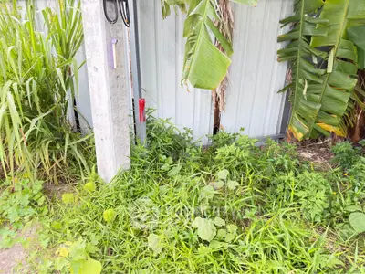 Lush greenery surrounds a building exterior with banana plants and tall grass, creating a tropical ambiance.