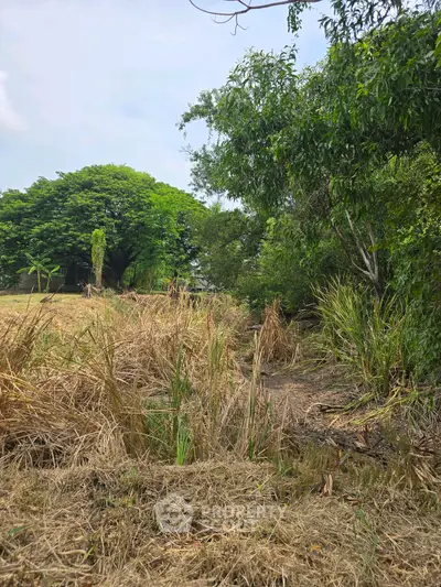 Expansive land plot with lush greenery, perfect for development or agriculture.
