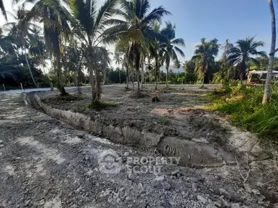 Prime tropical land with palm trees, ideal for development or investment.