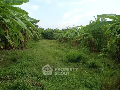 Lush green agricultural land with banana trees, perfect for farming or investment opportunities.