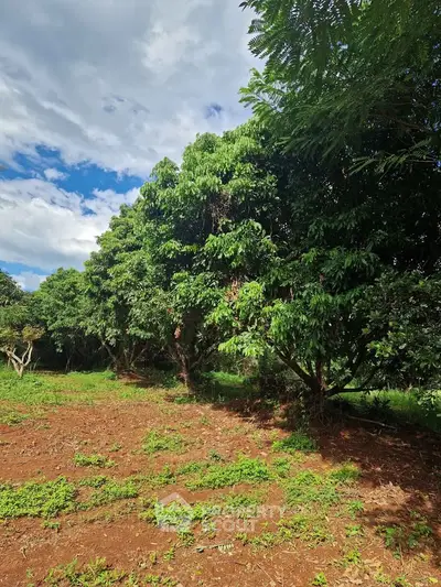 Lush green garden with mature trees under a bright blue sky, perfect for serene outdoor living.