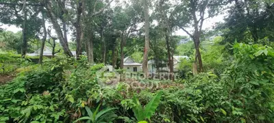 Charming rural property surrounded by lush greenery and mature trees, offering serene natural views.