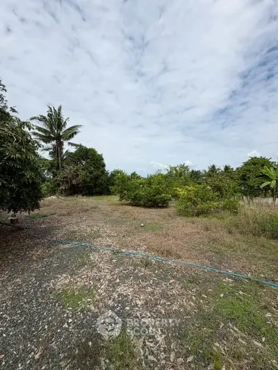 Spacious tropical garden with lush greenery and palm trees under a clear sky.