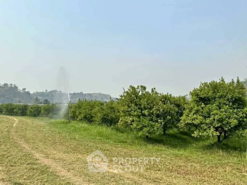 Expansive orchard with lush greenery and irrigation system under clear sky