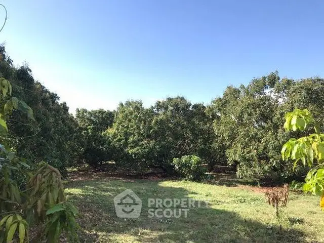 Expansive lush green orchard under clear blue sky, perfect for agricultural investment.