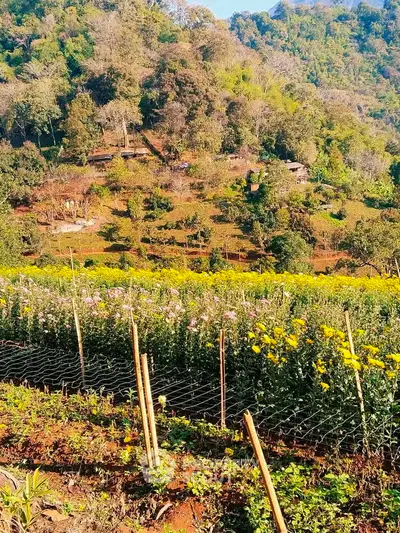 Scenic hillside view with lush greenery and vibrant flower fields, perfect for nature lovers.