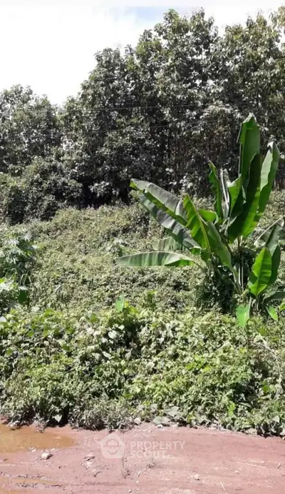 Lush green land with dense foliage, ideal for development or agriculture.