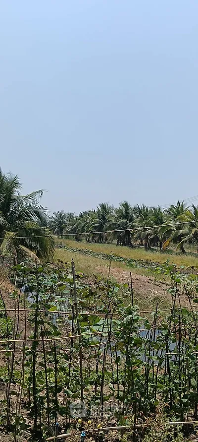 Lush agricultural land with palm trees and irrigation channels, perfect for farming opportunities.