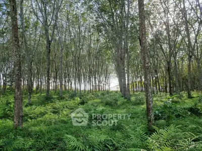 Serene forest view with lush greenery and distant building, perfect for nature lovers seeking tranquility.