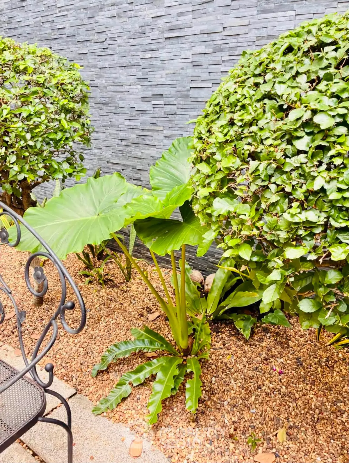 Charming garden area with lush greenery and stylish stone wall, perfect for relaxation and outdoor enjoyment.
