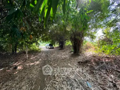 Secluded forest path leading to a hidden property with lush greenery