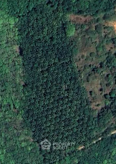 Aerial view of lush green forested area with dense tree coverage, ideal for eco-friendly real estate development.