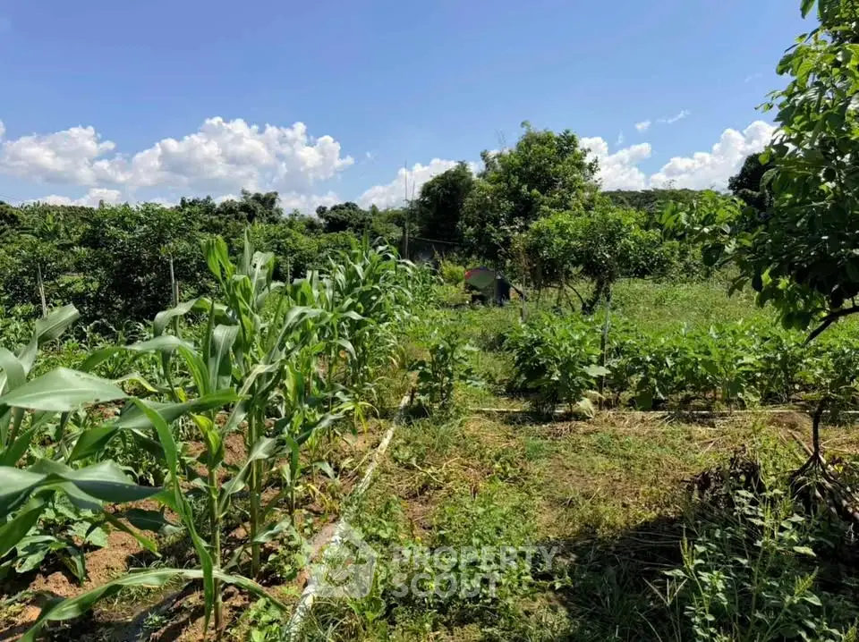 Lush green agricultural land with clear blue sky, perfect for farming or eco-friendly development.