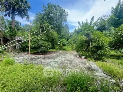 Expansive overgrown garden area with lush greenery and potential for landscaping.