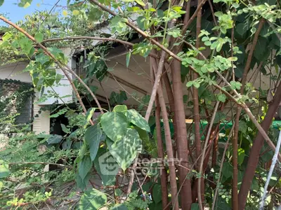 Overgrown vegetation surrounds a neglected house, hinting at renovation potential.