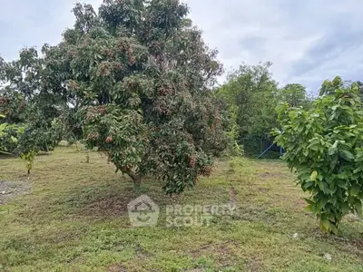 Lush garden with mature fruit trees in a serene outdoor setting, perfect for nature lovers.