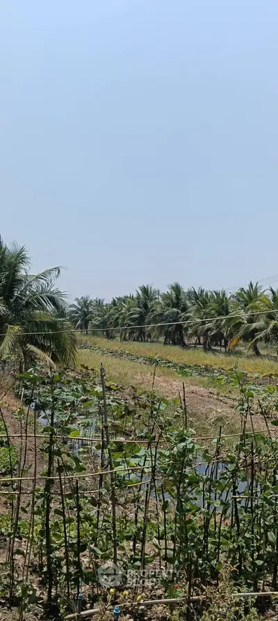 Lush agricultural land with palm trees and irrigation channels, perfect for farming opportunities.