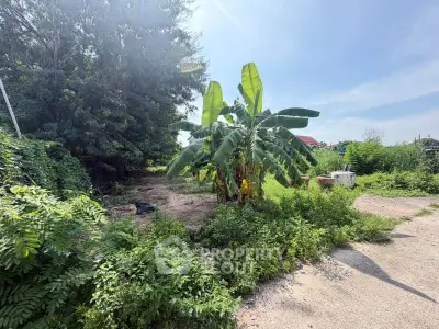 Lush green garden area with banana trees under a clear blue sky, perfect for landscaping or gardening enthusiasts.