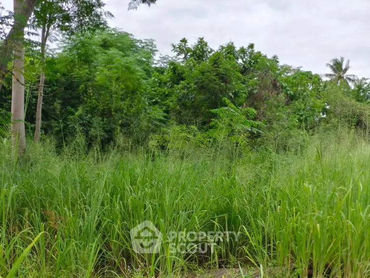 Lush green land plot surrounded by dense trees, ideal for development.
