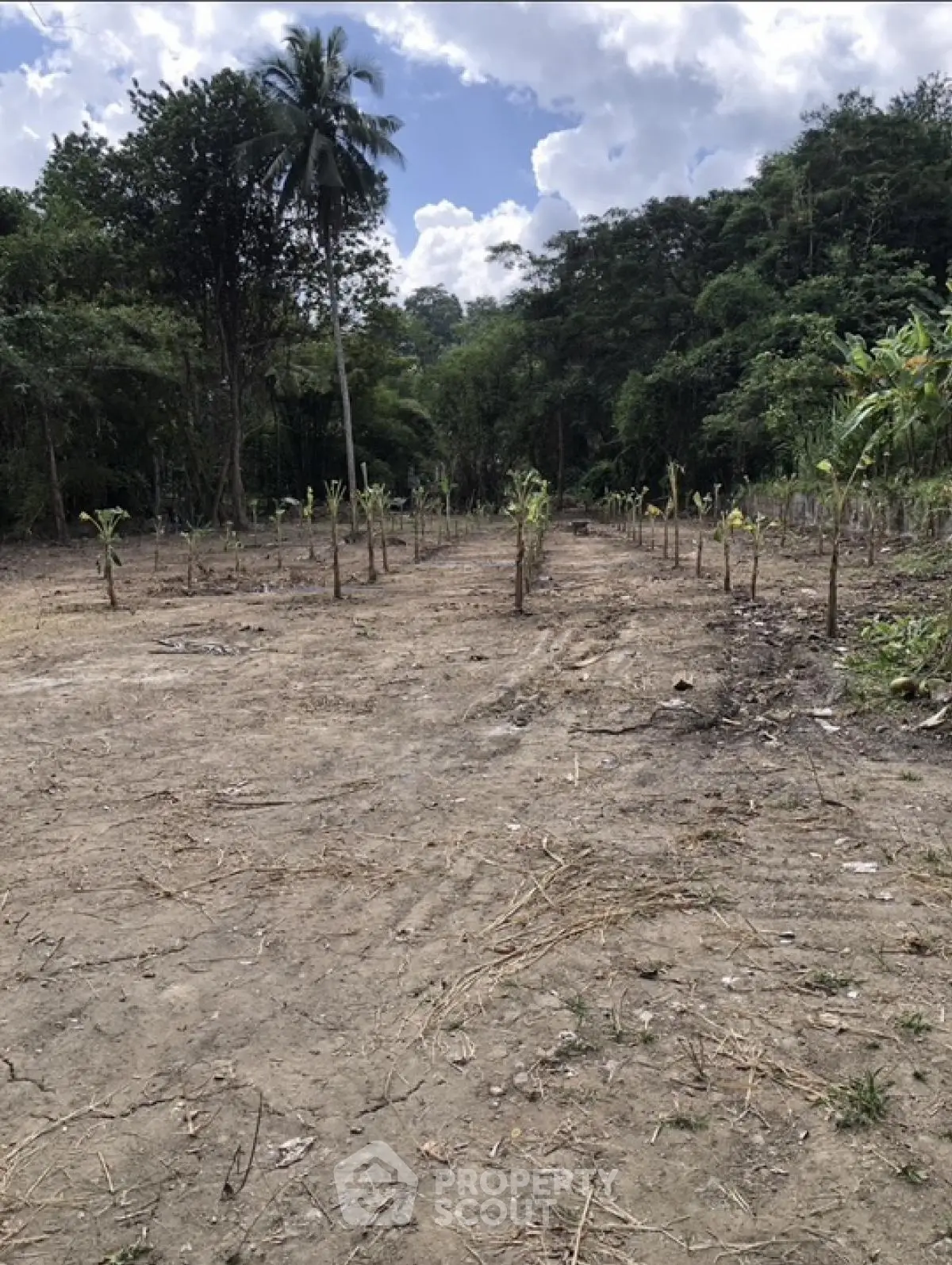Expansive land plot with young trees and lush greenery, ideal for development or agriculture.
