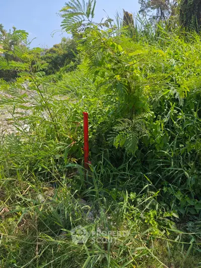Vacant land with lush greenery and a red boundary marker, ideal for development opportunities.
