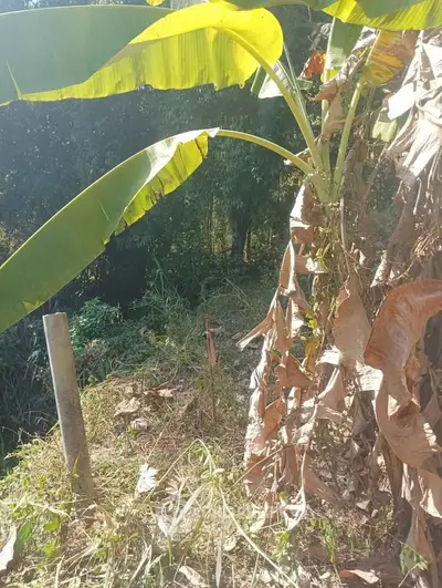 Lush tropical garden with banana plants and natural greenery, perfect for serene outdoor living.