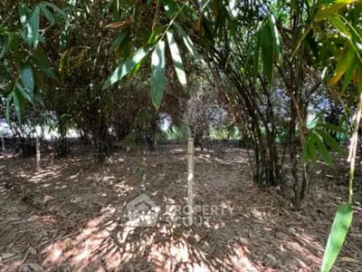 Serene bamboo grove offering a tranquil natural setting for real estate development.