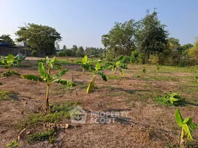 Expansive land with young banana plants, perfect for agricultural investment or development opportunities.