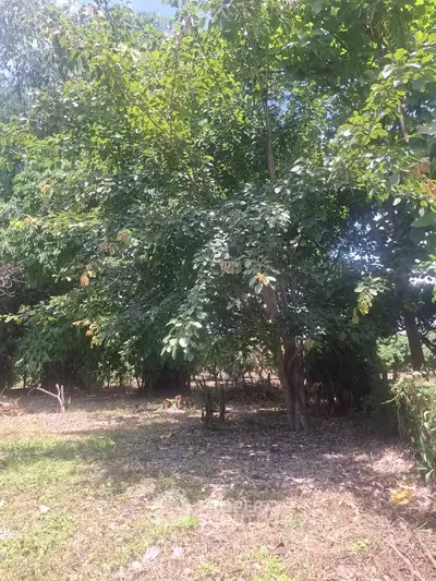 Lush green garden area with mature trees offering serene natural surroundings.