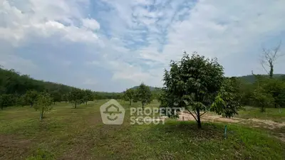 Expansive orchard landscape with lush greenery and clear skies, perfect for agricultural investment.
