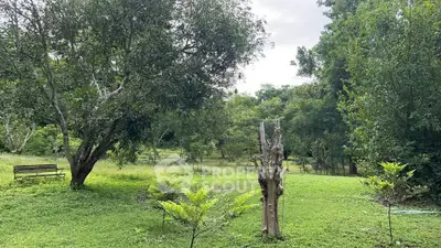 Lush green garden with mature trees and serene atmosphere