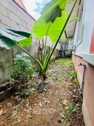 Charming garden area with lush greenery and privacy wall, perfect for outdoor relaxation.