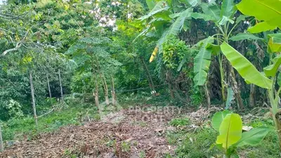 Lush green garden area with tropical plants and trees, ideal for landscaping or gardening enthusiasts.