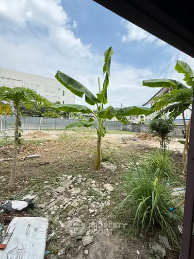 Spacious garden area with banana tree and open sky view